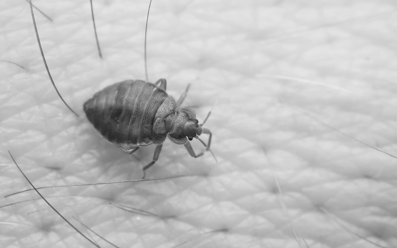 bed-bug-common-behavior