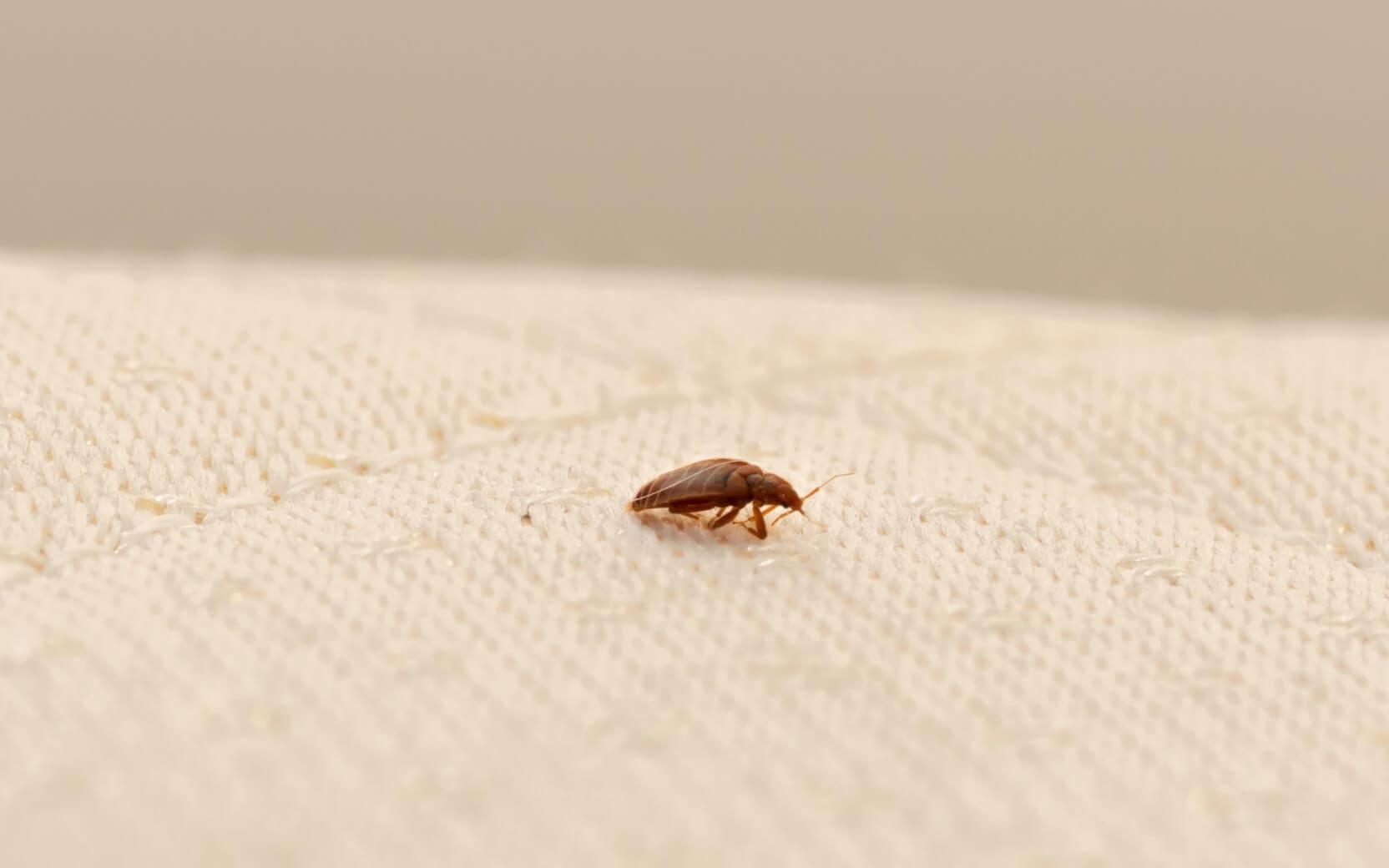 bed-bug-resurgence