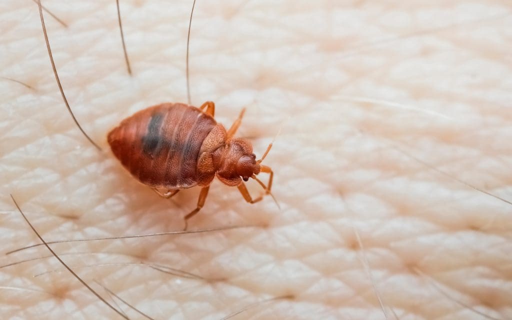 bed-bugs-incidents-solutions