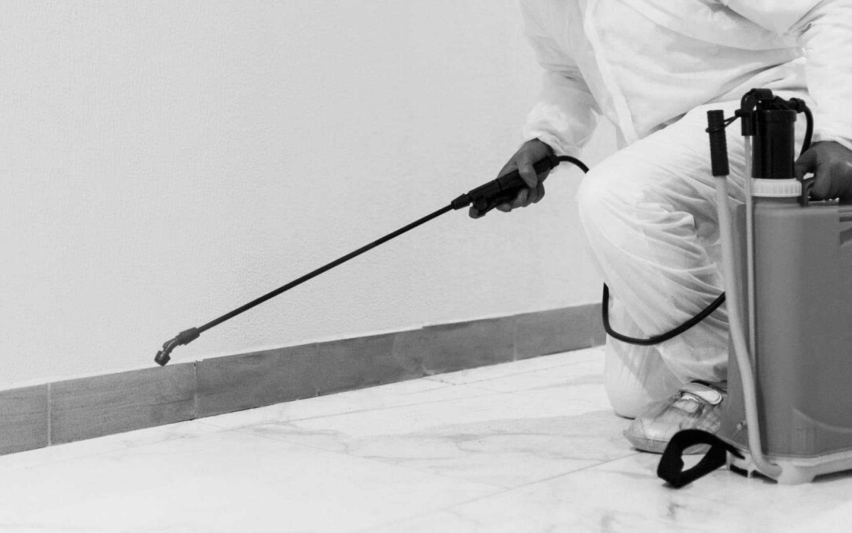 bed-bugs-pest-control-services