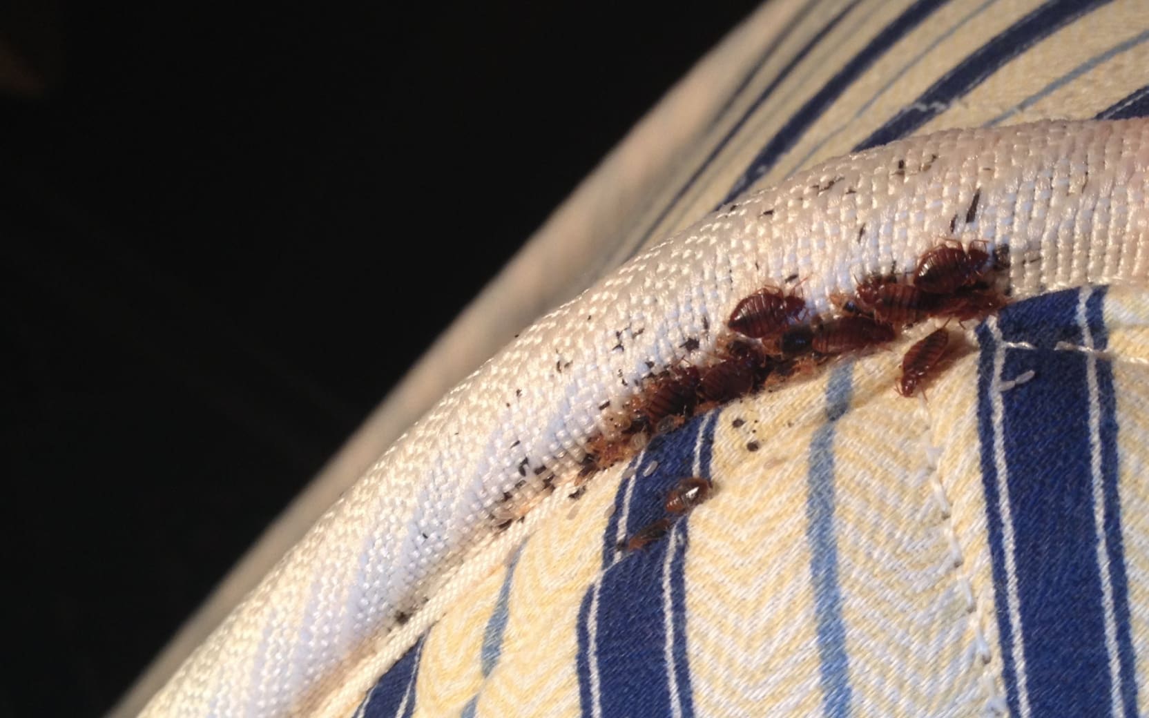 ibbs-bed-bugs-training-programs