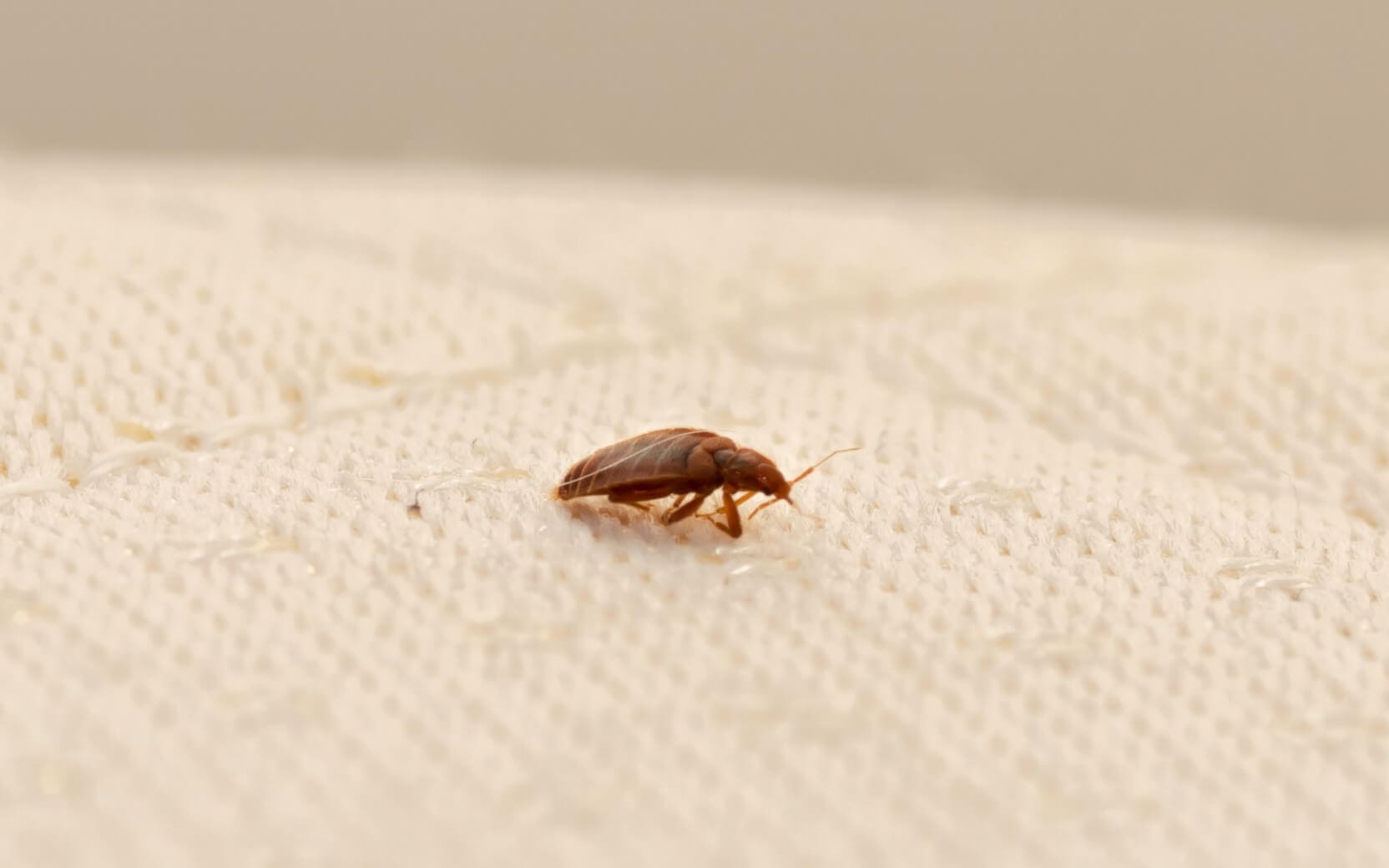 ibbs-solutions-bed-bug-litigation